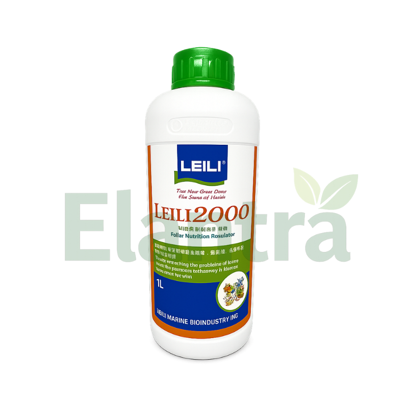 LEILI 2000